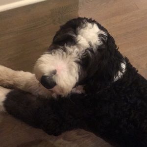 Meet your Posher, Alex